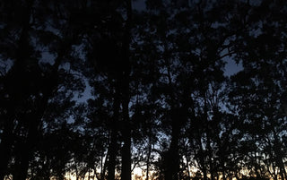 BLOG: Night Riding For Beginners: Tips for mountain biking in the dark